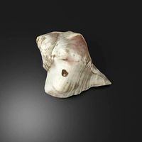 Photoscanned low poly sea shell