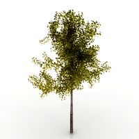 Tree 3D Model