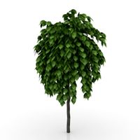Tree 3D Model