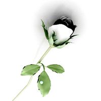 Rose 3D Model