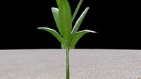 Green Banana Tree