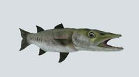 Barracuda
