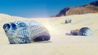 3D scan Seashell
