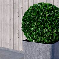 Highly Detailed Box Plant