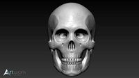 Human skull