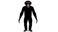 Chimpanzee