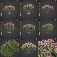 2021 PBR Crape Myrtle Collection - Lagerstroemia Indica