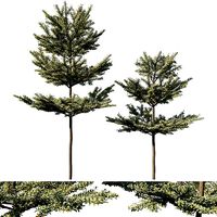 Terminalia mantaly 06