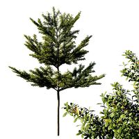 Terminalia mantaly 05