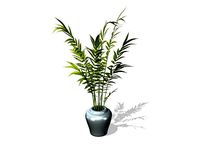 Areca Palm Plant
