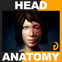 Human Female Head - Anatomy