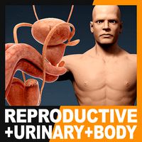 Human Male Body Urinary and Reproductive System - Anatomy