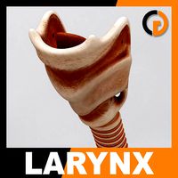 Human Larynx - Anatomy