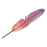 Feather 3D Model