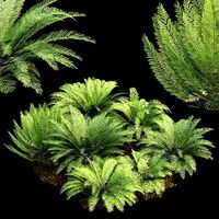 Mother spleenwort Fern Asplenium bulbiferum
