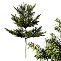 Terminalia Mantaly madagascar Almond 03