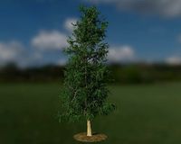 Larch Tree Two Variations