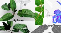 Big Leaves for ground coverage