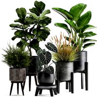 Houseplants in a rust flowerpot for the interior 998