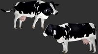 Dairy Cow