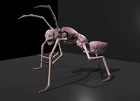 Arthropoda creature