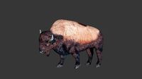 Bison