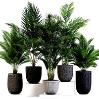 Plants collection 545