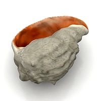 Shell 3D Model