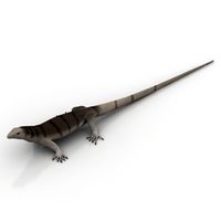 Lizard 3D Model