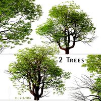 Set of Chinese Stewartia or Stewartia sinensisTree - 2 Trees