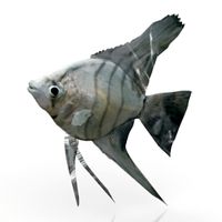 Fish 3D Model
