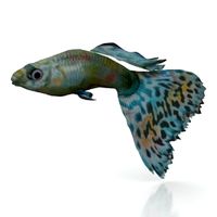 Fish 3D Model