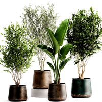 Houseplants in a flowerpot for the interior 949