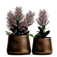 Skimmia in a flowerpot for the interior 944
