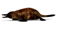 Realistic Platypus