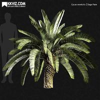 Cycas revoluta  Sago palm-07