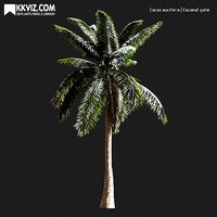 Cocos nucifera  Coconut palm-10