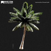 Cocos nucifera  Coconut palm-09