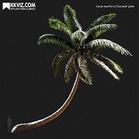 Cocos nucifera Coconut palm-08