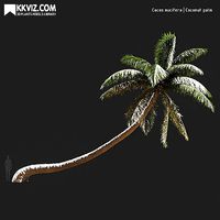 Cocos nucifera Coconut palm-06