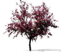 Peach-tree