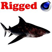 Scarred Shark Rigged