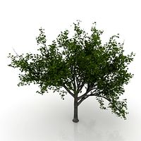 Maple 3D Model