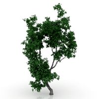 Tree 3D Model
