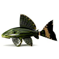 Catfish