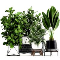 Houseplants in a flowerpot for the interior 935