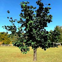 Plant Tulip tree