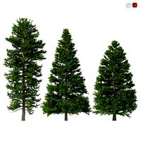Picea Abies Set 5 - 3 in 1
