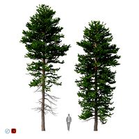 Picea Abies Set 1 - 2 in 1