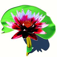 Lotus Swamp lily